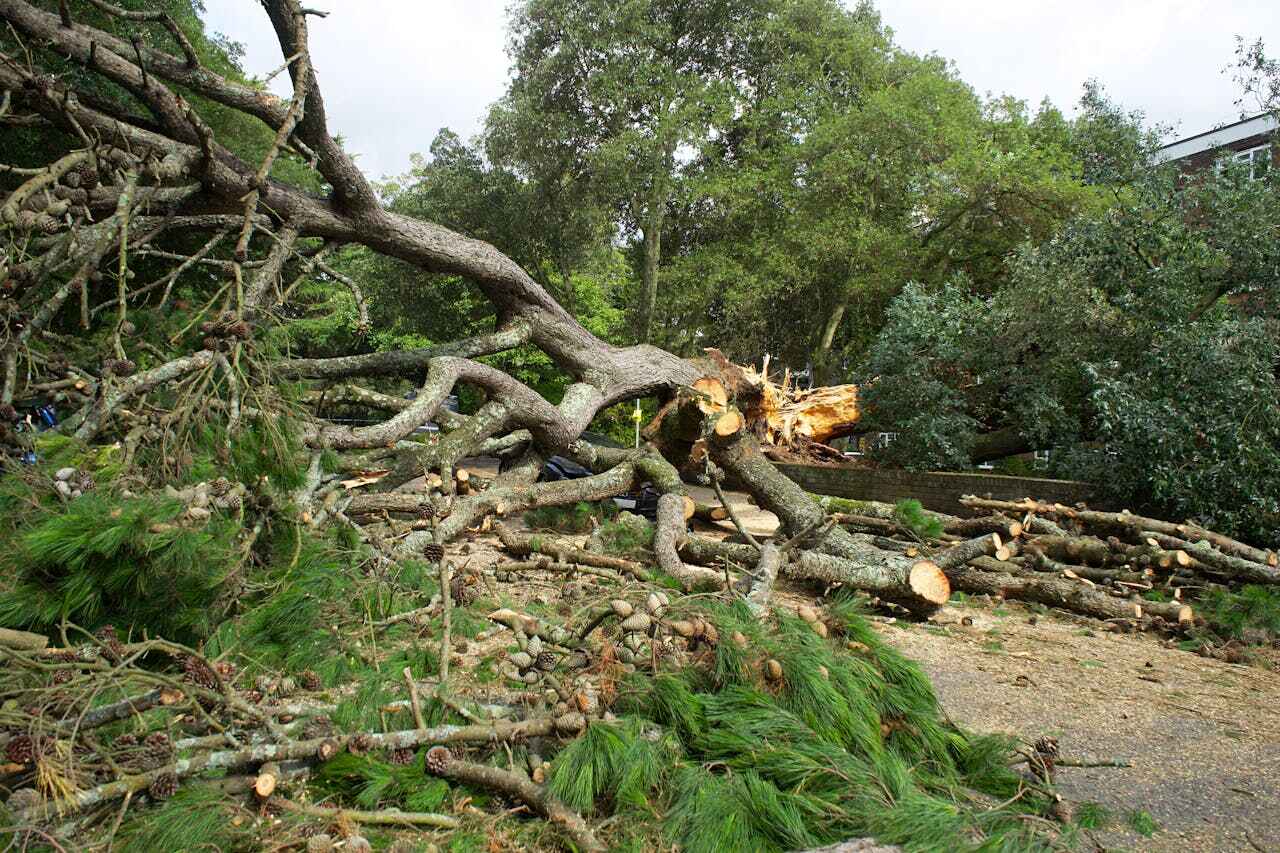 Brackettville, TX Tree Service Company